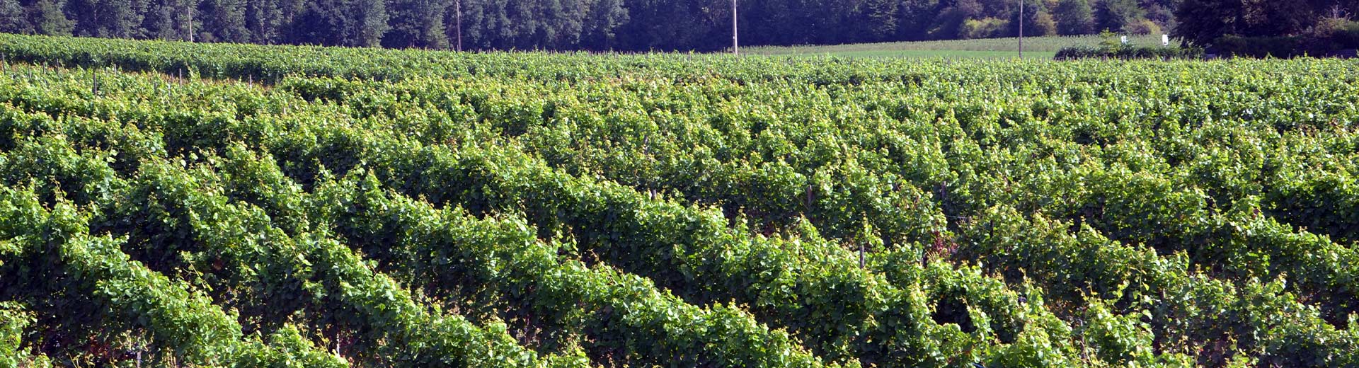 Vignes Domaine des Hêtres